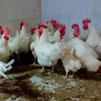 مرغ مادر با پرکن رایگان