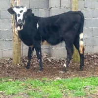 3 راس گاو ماده .. لیشه