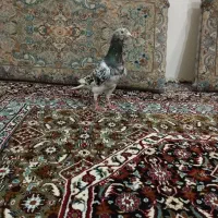 کبوتر