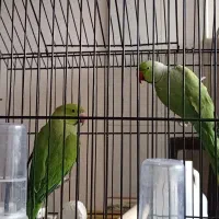 ملنگو واسکندر|پرنده|نهبندان, |دیوار