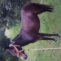 ۳راس قاطر یکی ۶ سال یکی ۳ سال یکی ۲ سال