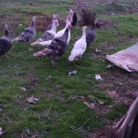 بوقلمون‌محلی