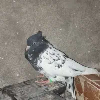 کبوتر|پرنده|مسجد سلیمان, |دیوار