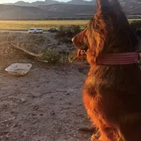 سگ ژرمن شپرد