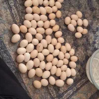 تخم مرغ محلی