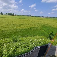 زمین زراعی 3هزار 150متر حومه زیباکنار