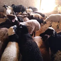 گوسفند زنده و گوشت کهره بره و خرده ای فقط جمعه ها|حیوانات مزرعه|کرمان, |دیوار