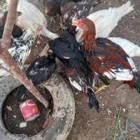 لاری اصیل|حیوانات مزرعه|میانه, |دیوار