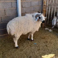 قوچ برای قورمه|حیوانات مزرعه|سیرجان, |دیوار