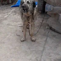 پژدر نر دوساله نیم