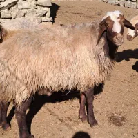 قوچ هترو|حیوانات مزرعه|راز وجرگلان, |دیوار