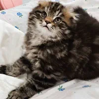 گربه اسکاتیش فولد خالص