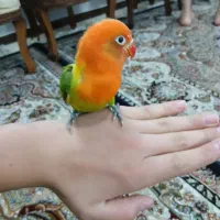 یک جفت طوطی برزیلی|پرنده|مشهد, بهارستان|دیوار