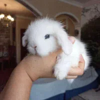 خرگوش لوپ چشم ابی.و خرگوش مینیاتوری