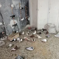 30عدد کبوتر فروشی