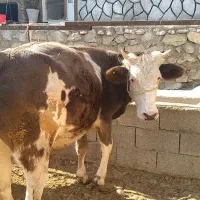 گاو آبستن سیمینتال وهلشتاین|حیوانات مزرعه|بیرانوند, |دیوار