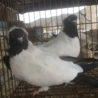 کبوترپرستویی