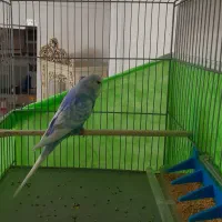 مرغ عشق. عروس هلندی. قناری|پرنده|فردیس, منظریه|دیوار