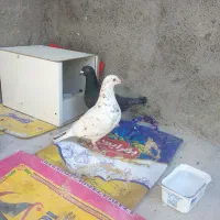 جفت کفتر معاوضه با جوجه عروس هلندی دارم