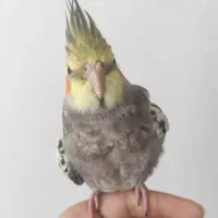 پرنده گمشده