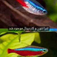 چانا ۵ نژاد خاص|ماهی|خوی, |دیوار