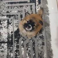 فروش سگ پامرین اشپیتز