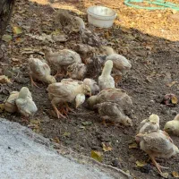 30عدد جوجه لاری از یکهفته تا یک ماه|حیوانات مزرعه|تربت جام, مطهری|دیوار