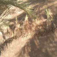 فسیل کلوته ۳۵۰