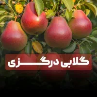 نهالستان صنوبر پسته|عمده‌فروشی|دشتابی, |دیوار