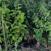 نهال گلدانی آماده کاشت....|خدمات باغبانی و درختکاری|زنجان, |دیوار