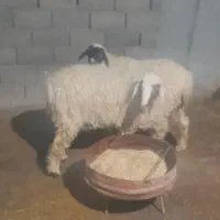 فروش چپش بره الپاین|حیوانات مزرعه|بافق, |دیوار