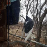 شازده|پرنده|تویسرکان, |دیوار