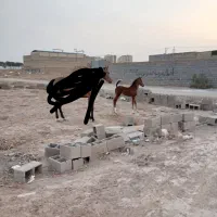 اسب مادیون با کره مادیون ۴ماهه مدرک دار|اسب و تجهیزات اسبسواری|یزد, |دیوار