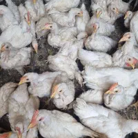جوجه مرغ و خروس ۵۰عدد موجوده دونه ای ۴۰۰هزار تومان