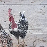 خروس گردن لخت معاوضه با مرغ تخمگذار