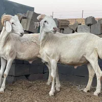 فروش دو عدد قوچ جوان یک شیشک ویک چهاری