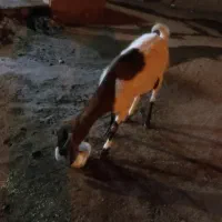 بز و نری|حیوانات مزرعه|گنبکی, |دیوار