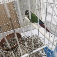 گیرینچیک دوعدد یکی اهلی یک وحشی|پرنده|بومهن, |دیوار