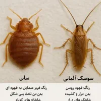 سم پاشی و سمپاشی تضمینی|خدمات نظافت|رشت, کوی جام جم|دیوار