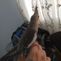 یک جفت عروس هلندی نرو ماده زیبا مفت|پرنده|املش, |دیوار