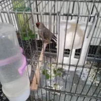 سره|پرنده|پردیس, فاز ۳|دیوار