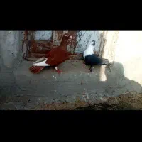 کبوتر رنگی صبح بازی