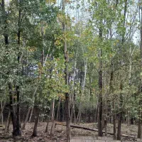 ویلای-عالی-در-ییلاق-با-منظره-ی-کوهستان-و-جنگل