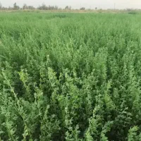 فروش پرسگندموکاهویونجهوکسانتره|عمدهفروشی|نیشابور, فردوسی جنوبی|دیوار