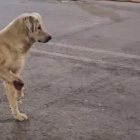 سگ بومی گمشده|حیوانات|سنندج, |دیوار