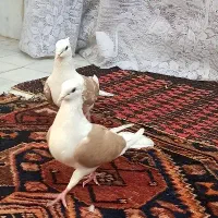 پشت زرد دوبالی پشتار پش|پرنده|تاکستان, |دیوار