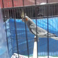 عروس هلندی نر دستی|پرنده|کرج, کرج نو|دیوار