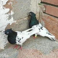 کفتر سرسیاه کلاهی