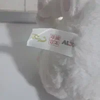 عروسک|اسباب‌بازی بچه|قم, سالاریه|دیوار