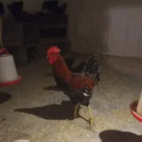 خروس محلی|حیوانات مزرعه|نوشهر, |دیوار